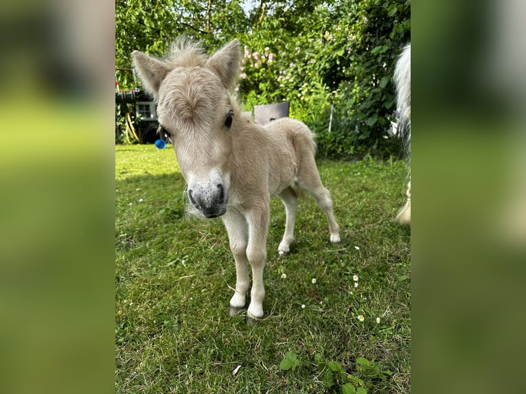 Mini poney Shetland Étalon 1 Année 85 cm Palomino in Mülheim-Kärlich