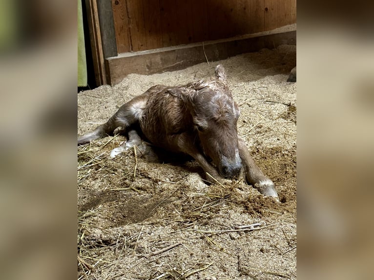 Mini poney Shetland Étalon 1 Année 85 cm Palomino in Mülheim-Kärlich