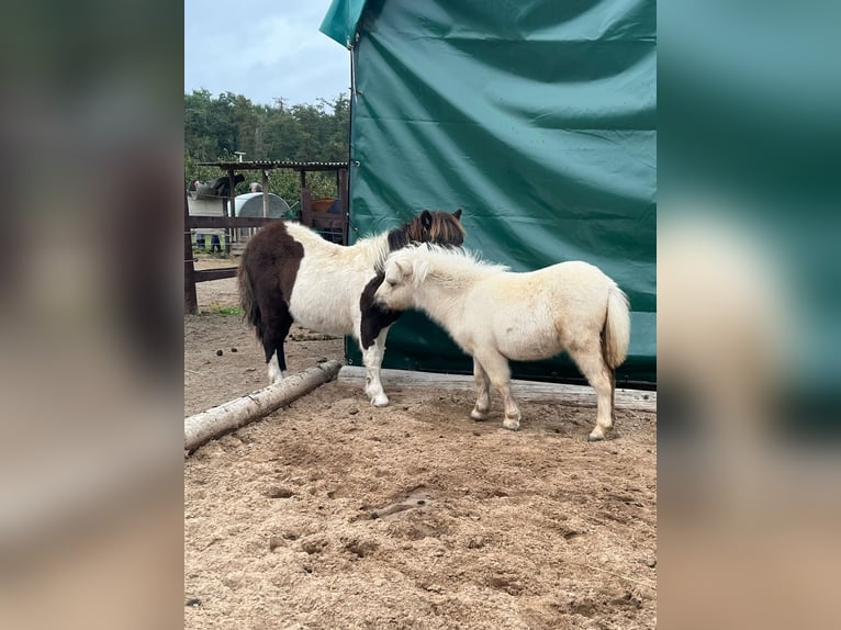 Mini poney Shetland Étalon 1 Année 85 cm Palomino in Mülheim-Kärlich