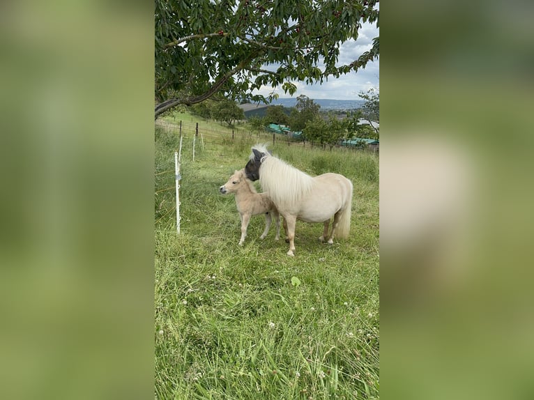 Mini poney Shetland Étalon 1 Année 85 cm Palomino in Mülheim-Kärlich