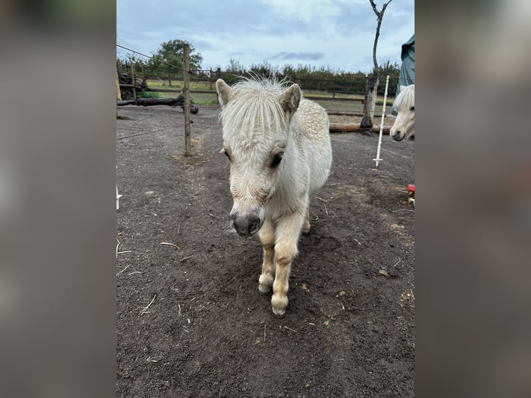 Mini poney Shetland Étalon 1 Année 85 cm Palomino in Mülheim-Kärlich