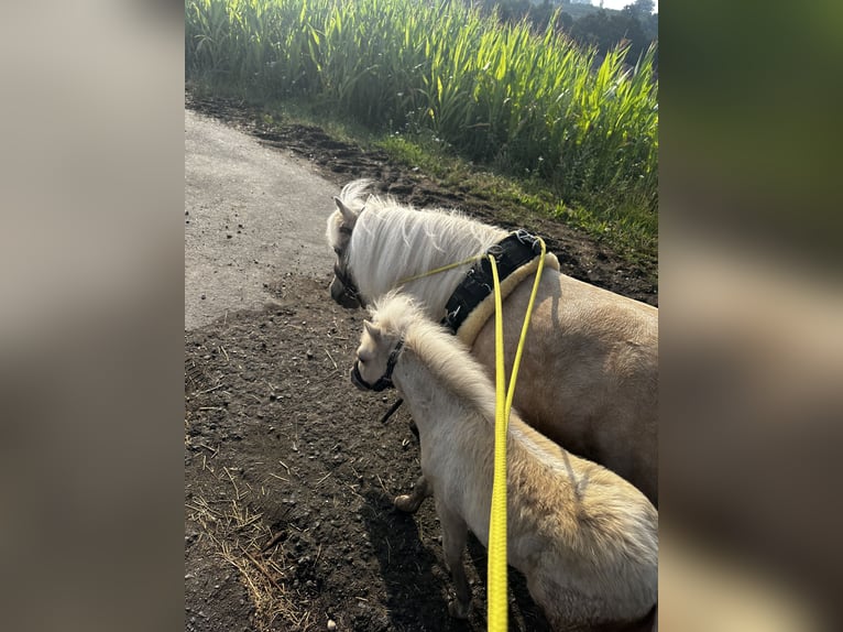 Mini poney Shetland Étalon 1 Année 85 cm Palomino in Mülheim-Kärlich