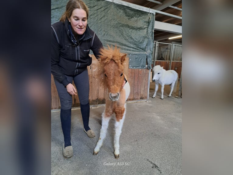 Mini poney Shetland Croisé Étalon 1 Année 85 cm Pinto in Achenkirch