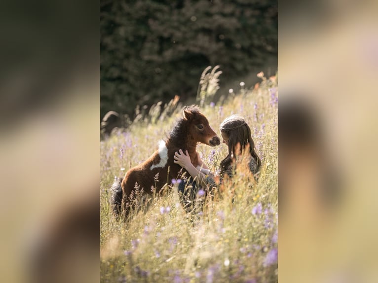 Mini poney Shetland Étalon 1 Année 86 cm Bai in Frallach
