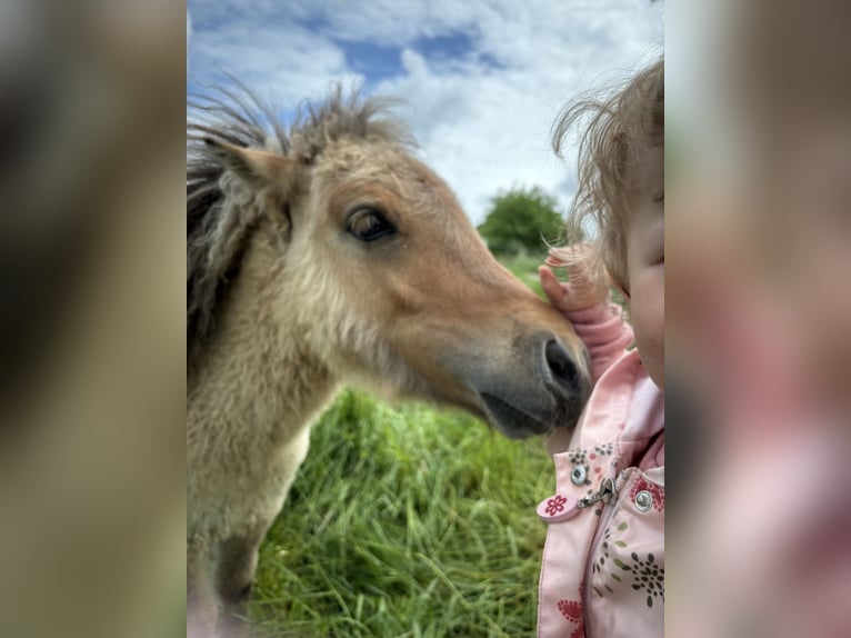 Mini poney Shetland Étalon 1 Année 90 cm Isabelle in Hechingen