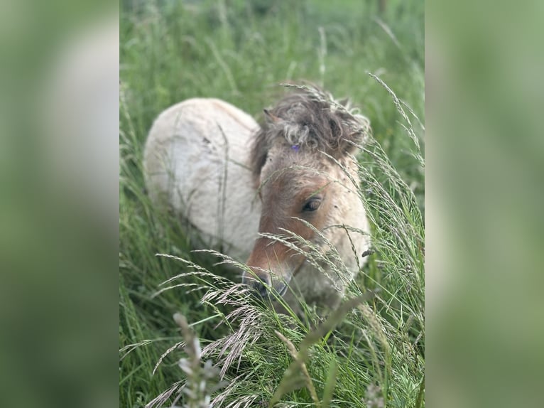 Mini poney Shetland Étalon 1 Année 90 cm Isabelle in Hechingen