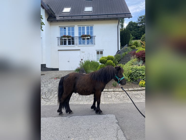 Mini poney Shetland Étalon 1 Année  in Schmallenberg