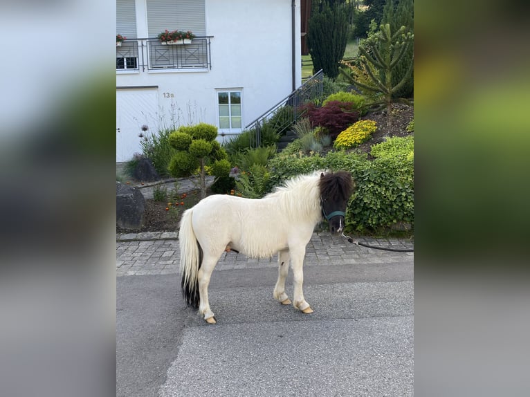 Mini poney Shetland Étalon 1 Année  in Schmallenberg