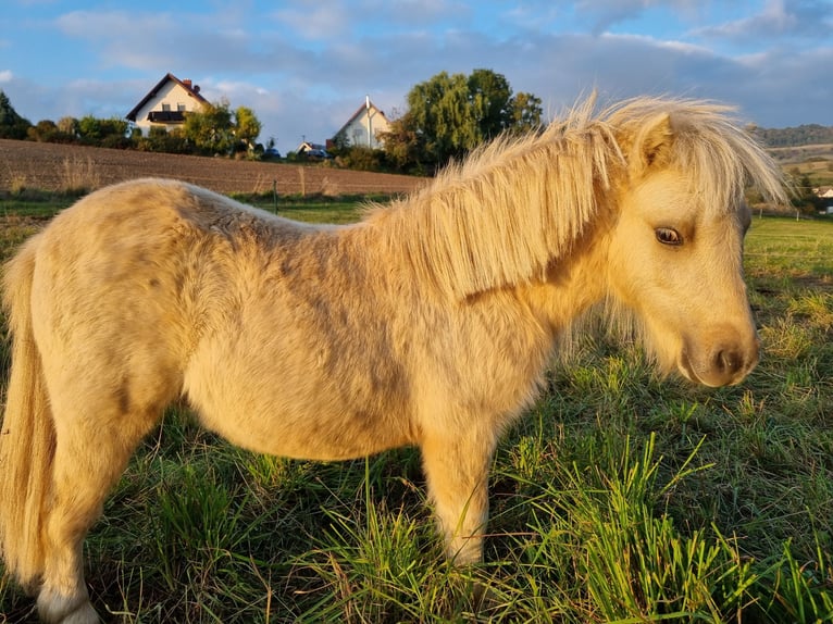 Mini poney Shetland Étalon 1 Année in Eisenach
