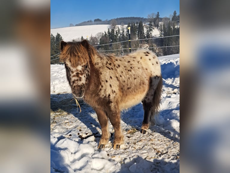 Mini poney Shetland Étalon 1 Année Léopard in Kinsau