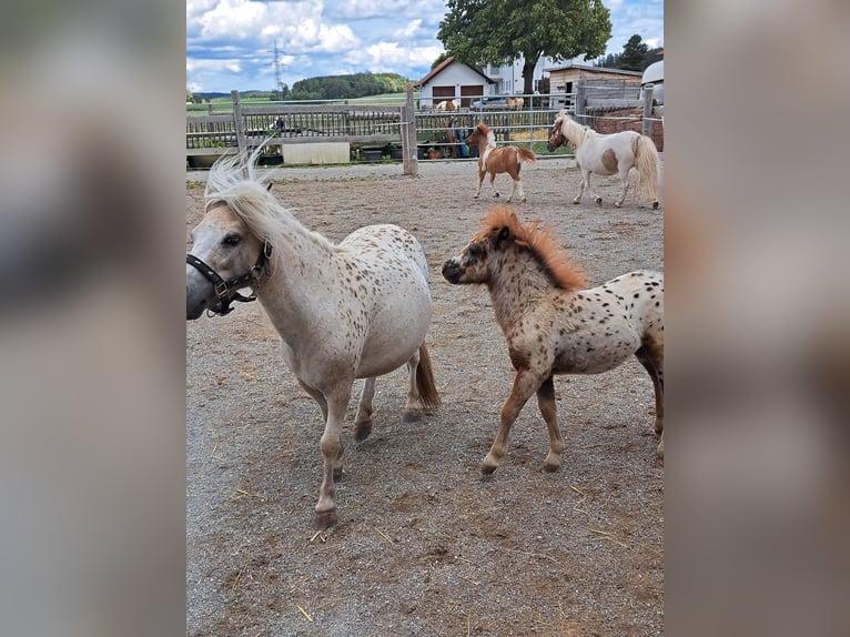 Mini poney Shetland Étalon 1 Année Léopard in Kinsau