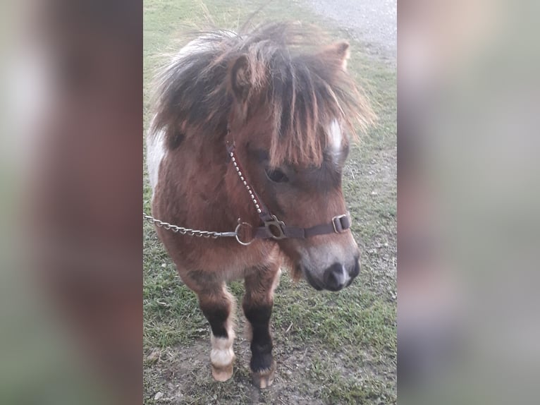 Mini poney Shetland Étalon 1 Année Pinto in Kleblach-Lind