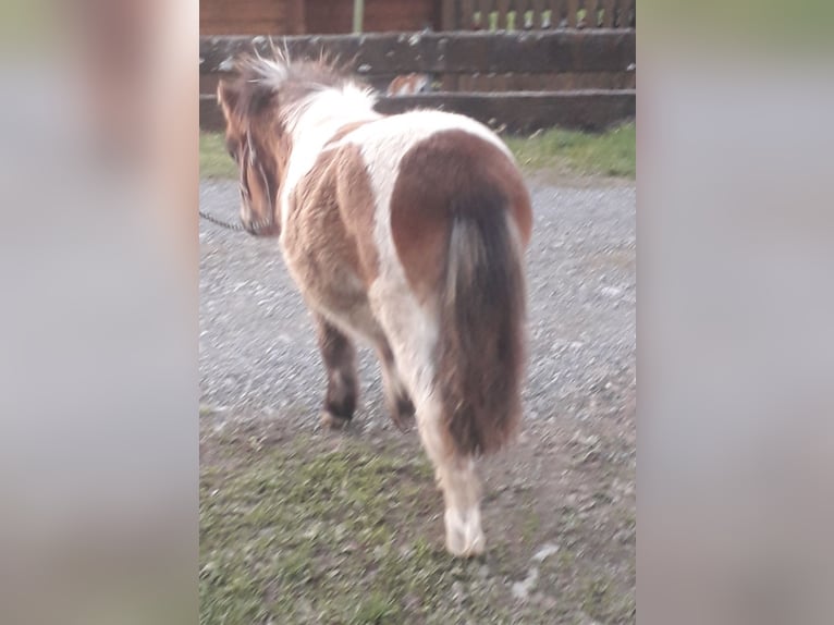 Mini poney Shetland Étalon 1 Année Pinto in Kleblach-Lind