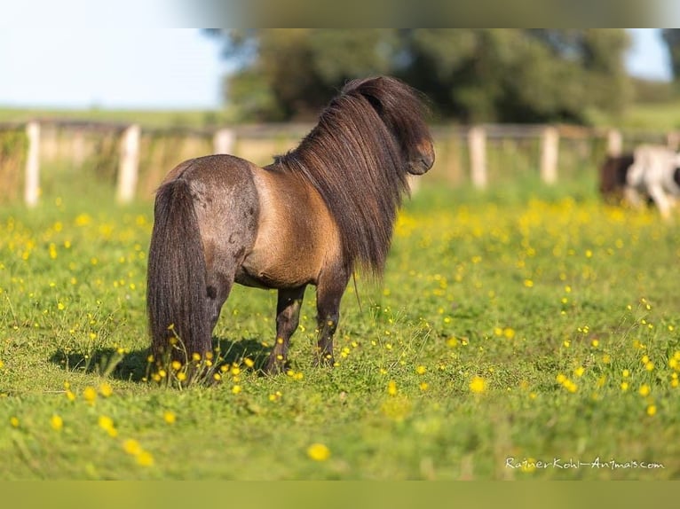 Mini poney Shetland Étalon 22 Ans 75 cm Gris noir in Berthelsdorf