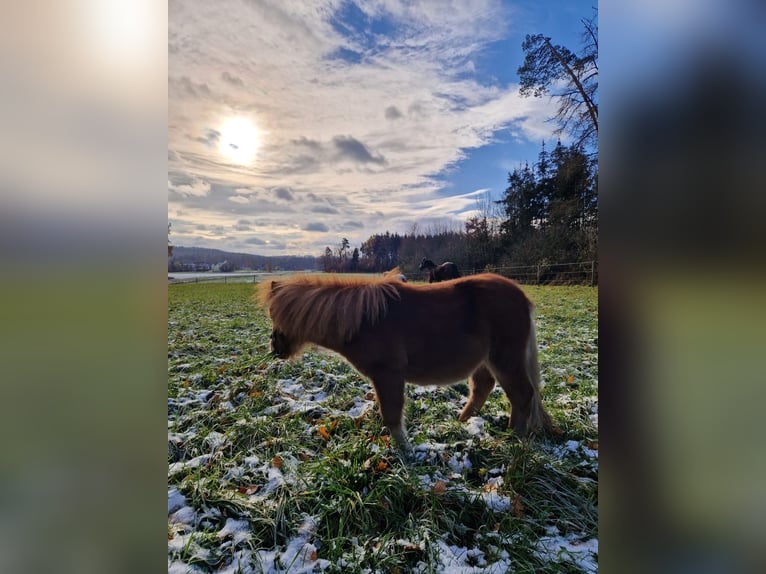 Mini poney Shetland Étalon 2 Ans 78 cm Alezan in Schnelldorf