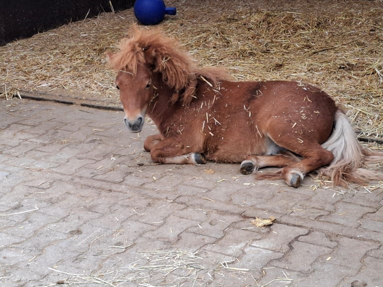 Mini poney Shetland Étalon 2 Ans 78 cm Alezan in Schnelldorf