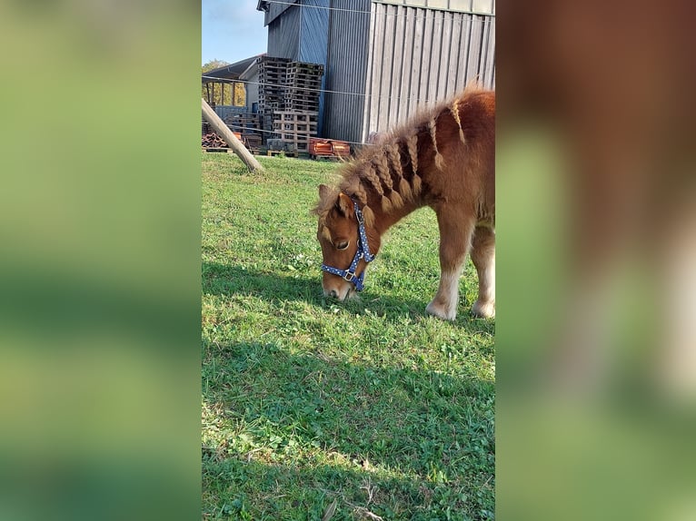 Mini poney Shetland Étalon 2 Ans 78 cm Alezan in Schnelldorf