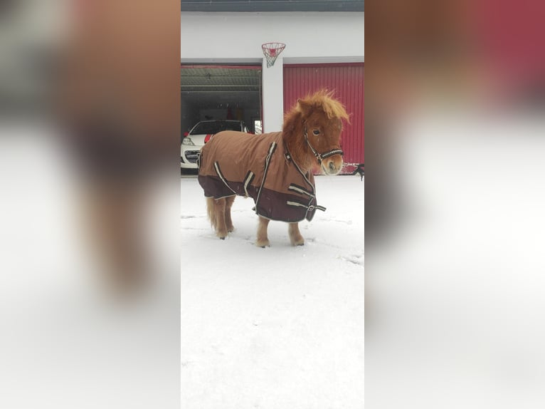 Mini poney Shetland Étalon 2 Ans 78 cm Alezan in Schnelldorf