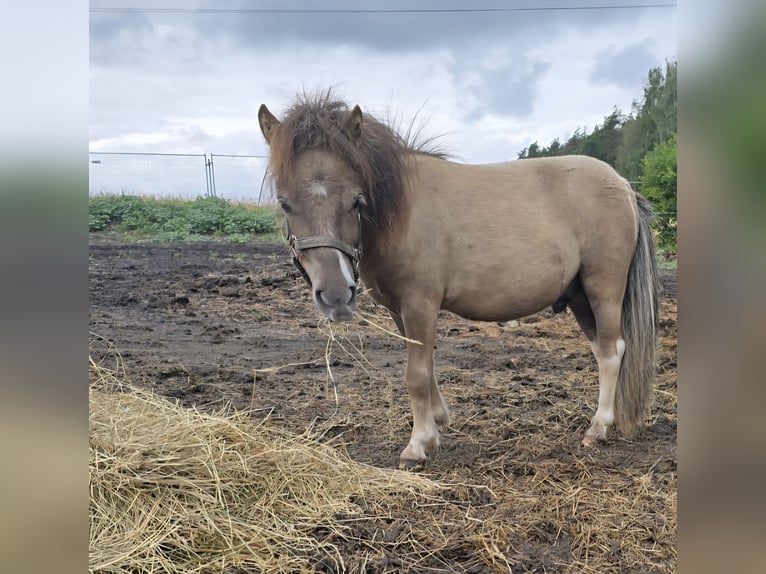 Mini poney Shetland Étalon 2 Ans 78 cm  in Coswig