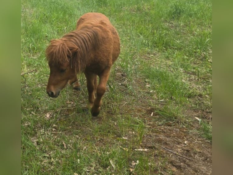 Mini poney Shetland Étalon 2 Ans 80 cm Alezan in Coswig