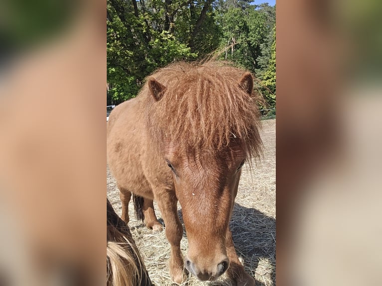 Mini poney Shetland Étalon 2 Ans 80 cm Alezan in Coswig