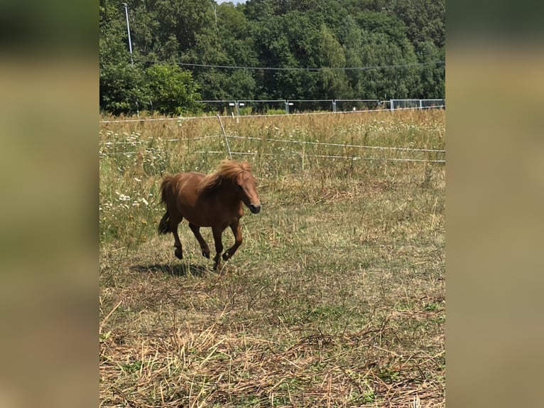 Mini poney Shetland Étalon 2 Ans 80 cm Alezan in Coswig