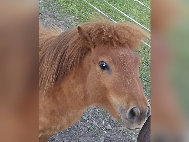 Mini poney Shetland Étalon 2 Ans 80 cm Alezan in Coswig