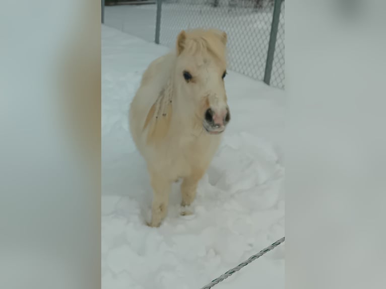 Mini poney Shetland Étalon 2 Ans 80 cm Champagne in Thurmansbang
