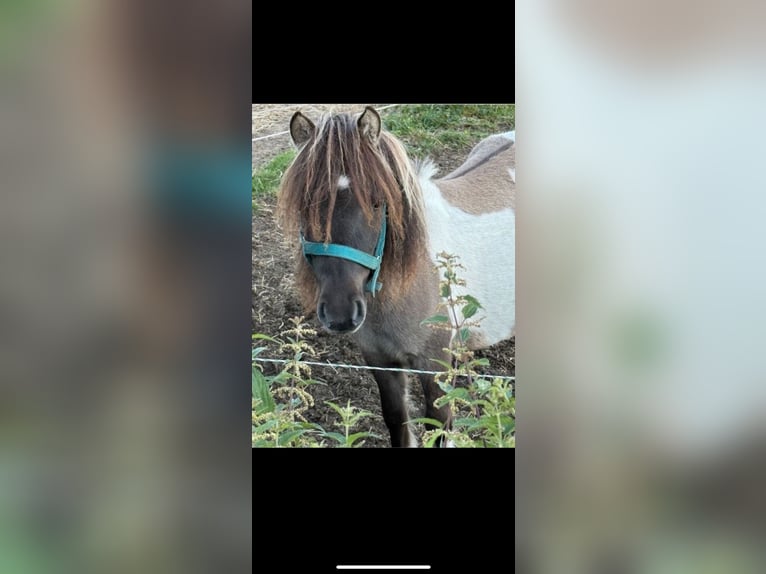 Mini poney Shetland Étalon 2 Ans 80 cm in Døstrup