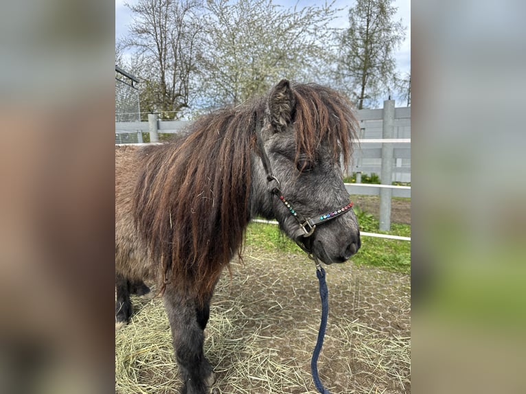 Mini poney Shetland Étalon 2 Ans 80 cm Gris noir in Fronreute