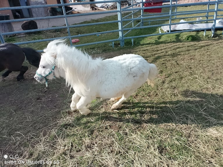 Mini poney Shetland Étalon 2 Ans 80 cm Palomino in Unterschneidheim