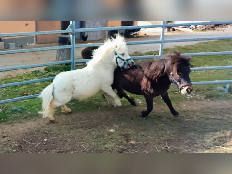 Mini poney Shetland Étalon 2 Ans 80 cm Palomino in Unterschneidheim