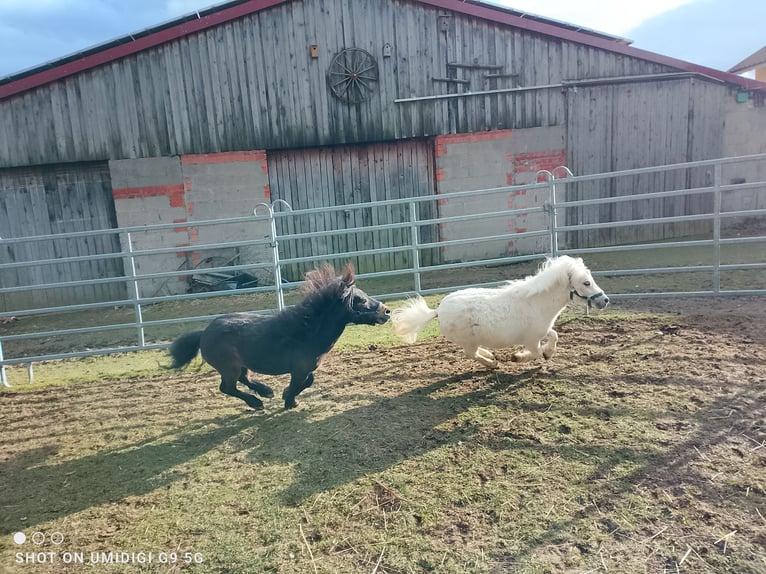 Mini poney Shetland Étalon 2 Ans 80 cm Palomino in Unterschneidheim