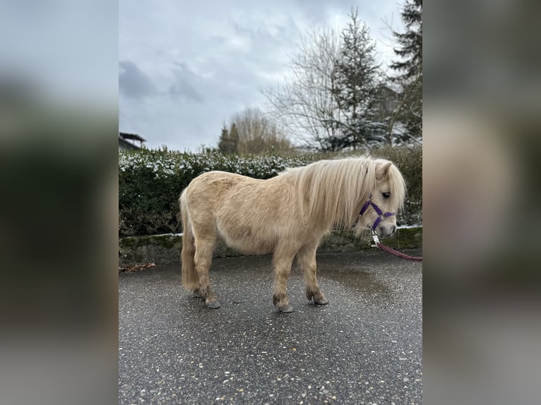 Mini poney Shetland Étalon 2 Ans 80 cm Palomino in Rimbach