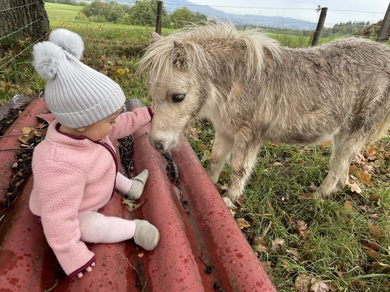 Mini poney Shetland Étalon 2 Ans 80 cm Palomino in Rimbach