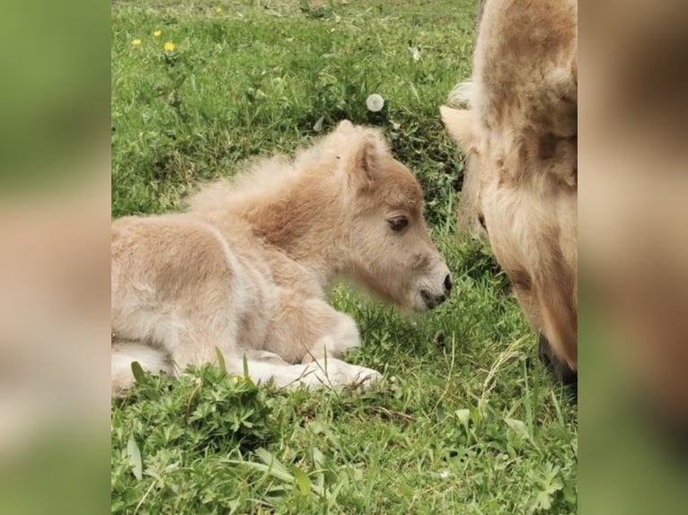 Mini poney Shetland Étalon 2 Ans 80 cm Palomino in Rimbach