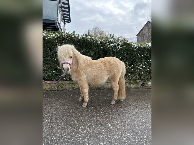 Mini poney Shetland Étalon 2 Ans 80 cm Palomino in Rimbach