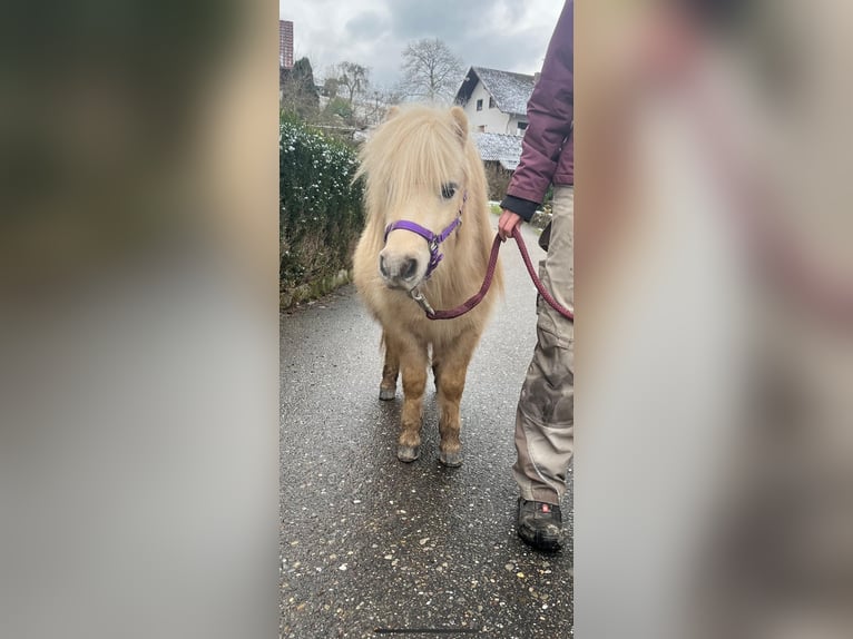 Mini poney Shetland Étalon 2 Ans 80 cm Palomino in Rimbach