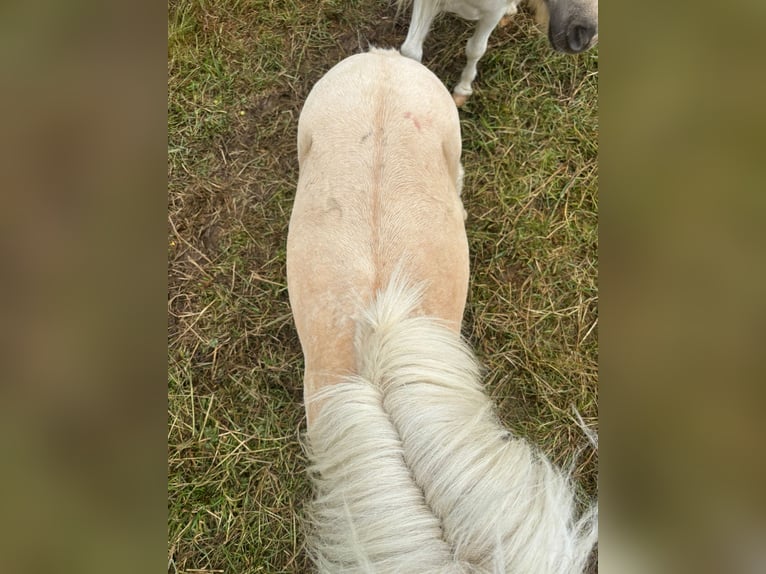 Mini poney Shetland Étalon 2 Ans 83 cm Palomino in Brakel