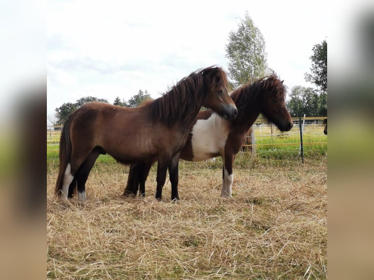 Mini poney Shetland Étalon 2 Ans 83 cm Pinto in Lippetal
