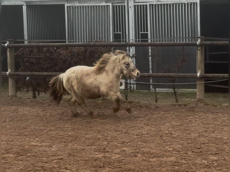 Mini poney Shetland Étalon 2 Ans 85 cm Isabelle in Fronreute