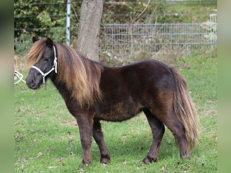 Mini poney Shetland Étalon 2 Ans 85 cm Noir in Ense