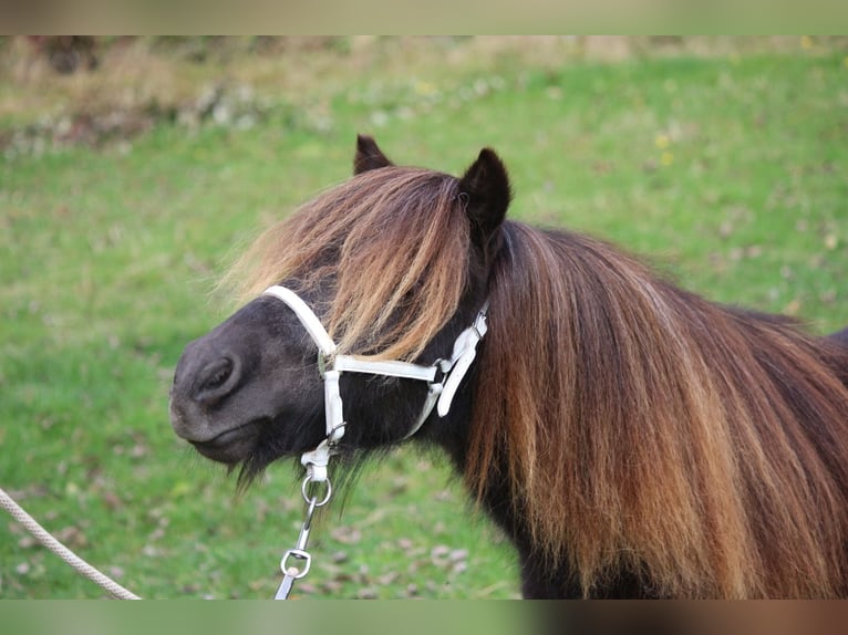 Mini poney Shetland Étalon 2 Ans 85 cm Noir in Ense