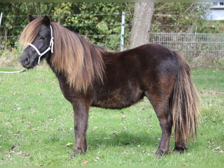 Mini poney Shetland Étalon 2 Ans 85 cm Noir in Ense