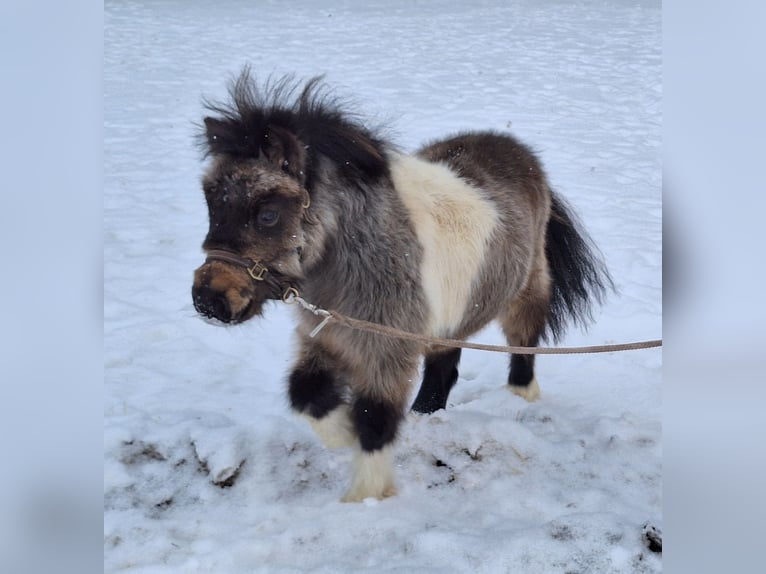 Mini poney Shetland Étalon 2 Ans 85 cm Pinto in Argenbühl