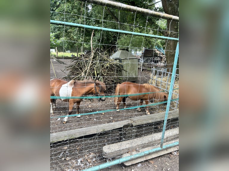 Mini poney Shetland Étalon 2 Ans Alezan in Muldestausee