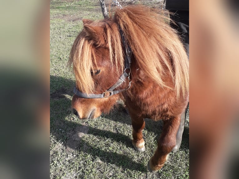 Mini poney Shetland Étalon 2 Ans Alezan in Kleblach-Lind