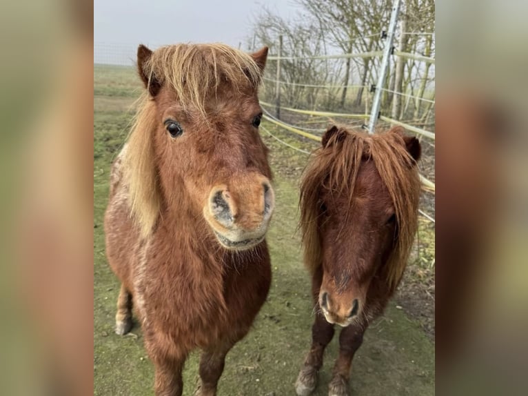 Mini poney Shetland Étalon 3 Ans 75 cm Alezan brûlé in Vendersheim