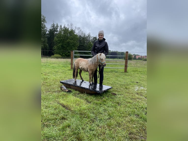 Mini poney Shetland Étalon 3 Ans 77 cm Palomino in Rheine