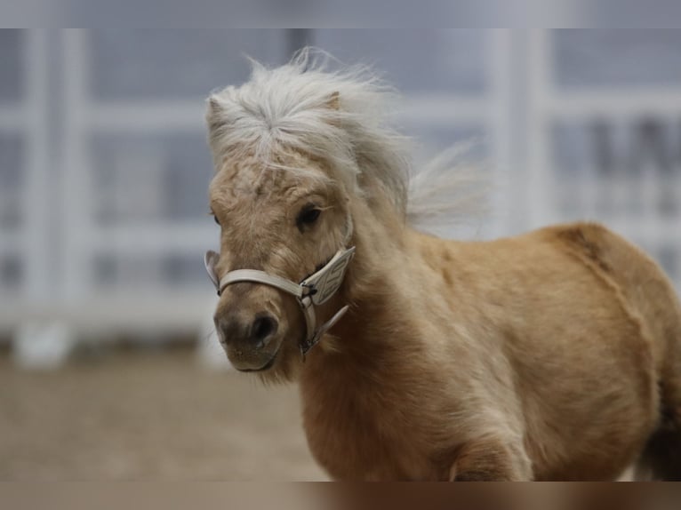 Mini poney Shetland Étalon 3 Ans 77 cm Palomino in Rheine